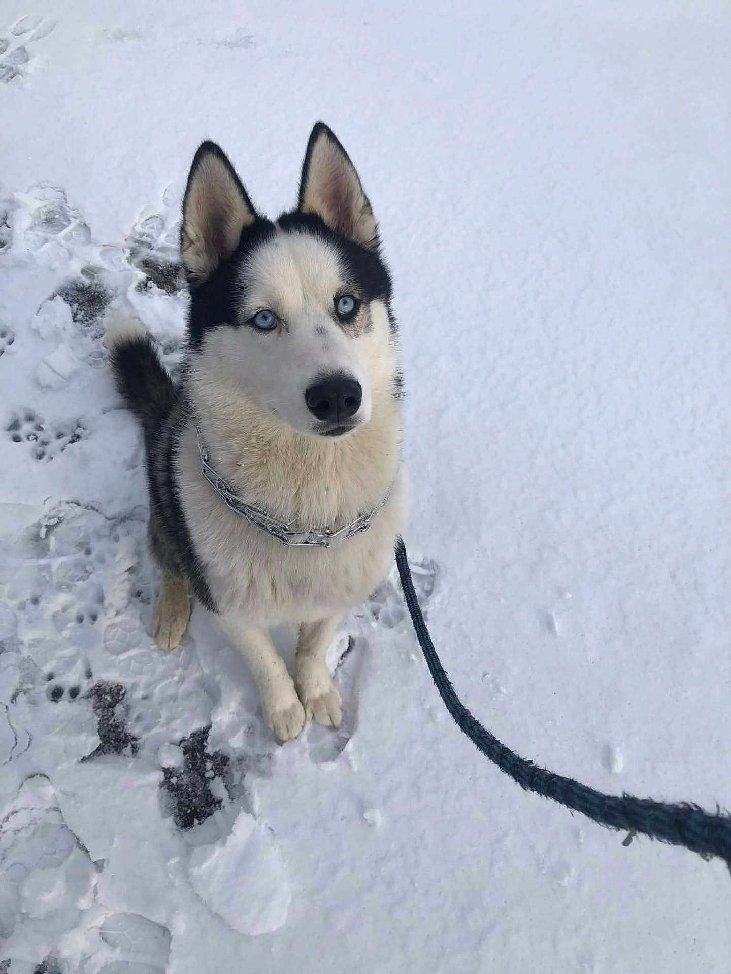 Tom a rejoint le concours — aidez-le/la à gagner de superbes lots ! dog, husky, blue_eyes, snow, leash, paw_prints, sitting, winter, portrait, outdoor, fur, pointy_ears, muzzle, attentive, pet, canine, collar, chain, white_background, footprints