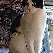 Sweetie a rejoint le concours — aidez-le/la à gagner de superbes lots ! cat, black_and_white, sitting, indoor, window, curtain, pet, animal, feline, looking, household, wood, furniture, domestic, fur, whiskers, ears, tail, alert, natural_light