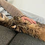 cat, tabby, pet, sofa, couch, blanket, hand, sweater, fur, belly_up, nap, relaxed, indoor, whiskers, paw, cozy, textile, living_room, portrait, sleeping