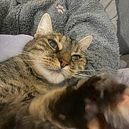 Clochette participe au concours pour gagner de l'argent avec cette photo : cat, tabby_cat, paw, whiskers, ear, blanket, cushion, sofa, close_up, portrait, pet, feline, bed, cozy, sleepy, indoor, fur, eye, nose, paw_pad