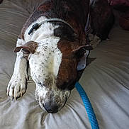 Rascal joined the competition — help win amazing prizes! animal, bed, blanket, brown, calm, canine, closeup, collar, dog, fur, indoor, paw, pet, portrait, quiet, resting, rope_toy, sleeping, speckled, white