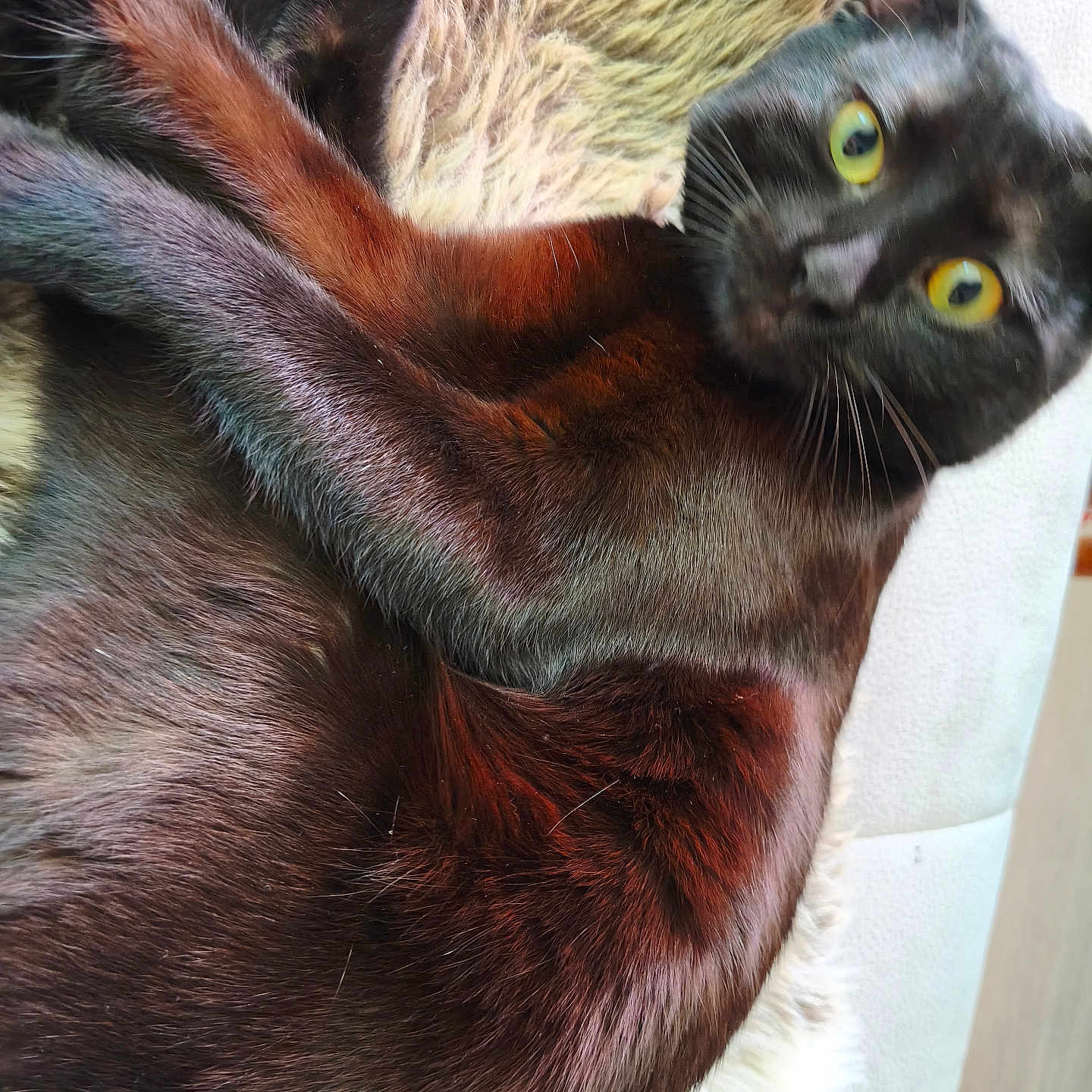 Calypso