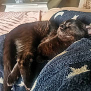 Calypso a rejoint le concours — aidez-le/la à gagner de superbes lots ! cat, black_cat, sleeping, resting, indoor, blanket, blue_blanket, star_pattern, furniture, table, glass, decor, soft_light, cozy, pet, fur, relaxation, close_up, animal, comfort