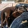 cat, black_cat, sleeping, resting, indoor, blanket, blue_blanket, star_pattern, furniture, table, glass, decor, soft_light, cozy, pet, fur, relaxation, close_up, animal, comfort