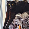 Calypso participe au concours pour gagner de l'argent avec cette photo : black_cat, cat, yellow_eyes, stretching, tablecloth, patterned, indoor, window, furniture, relaxed, pet, animal, whiskers, ears, legs, home, curtains, daylight, cute, mammal