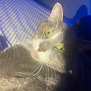 Max joined the competition — help win amazing prizes! cat, gray_cat, green_eyes, close_up, whiskers, fur, pet, animal, indoor, cage, grid, shadow, light, portrait, face, feline, cute, domestic_cat, relaxed