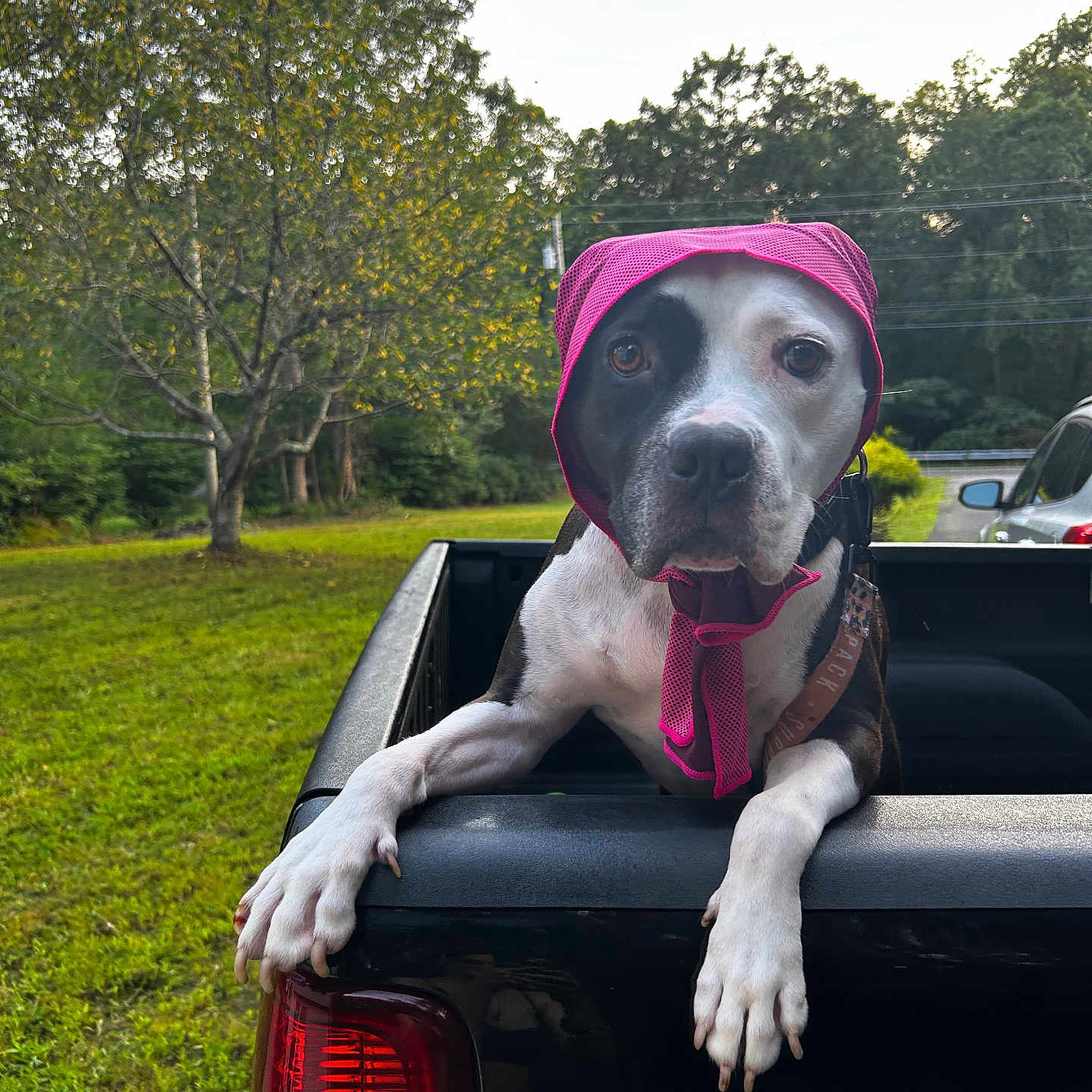 Bandit joined the competition — help win amazing prizes! animal, black_truck, bonnet, canine, collar, daylight, dog, grass, greenery, leisure, muzzle, nature, outdoor, paws, pet, pickup_truck, pink_bonnet, portrait, tree, vehicle
