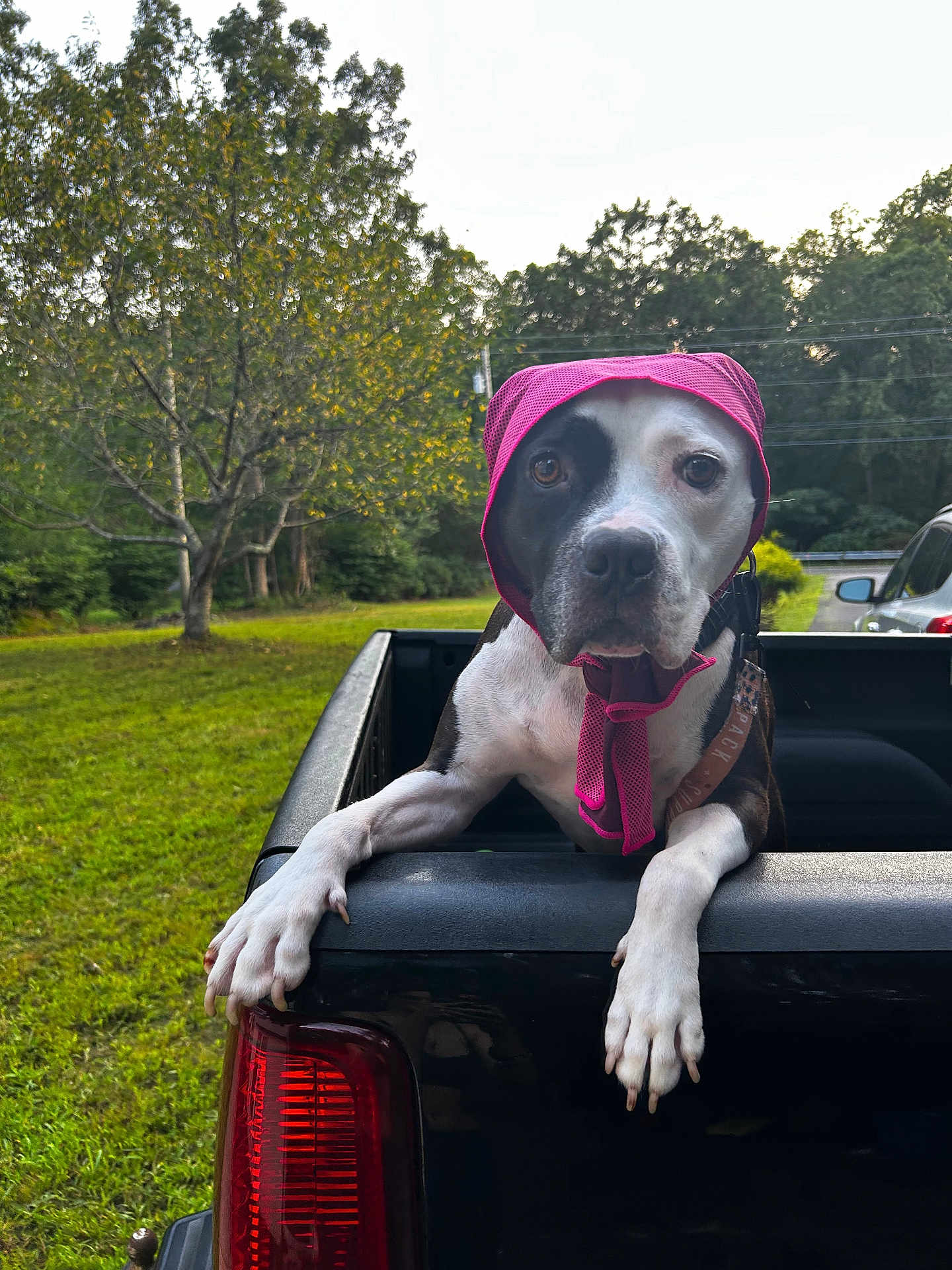 Bandit joined the competition — help win amazing prizes! dog, pet, animal, outdoor, grass, tree, pickup_truck, black_truck, bonnet, pink_bonnet, canine, nature, leisure, portrait, muzzle, paws, collar, vehicle, daylight, greenery
