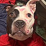 Bandit joined the competition — help win amazing prizes! dog, close_up, black_and_white, lipstick_marks, red_blanket, pet, animal, ears, nose, eyes, fur, indoor, cute, love, face_paint, expression, muzzle, sitting, looking_up, portrait