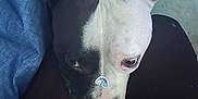 Bandit is registered to the contest to win money with this photo: dog, black_and_white, close_up, resting, lap, nose, sticker, rainbow, ear, fur, animal, pet, indoor, calm, cute, snout, soft, comfort, relaxed, portrait
