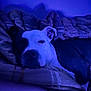 Bandit is registered to the contest to win money with this photo: dog, sleeping, blanket, bed, indoor, resting, cozy, canine, fur, ears, animal, pet, comfort, relaxed, closeup, face, snout, paw, domestic, quiet