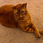 Finley joined the competition — help win amazing prizes! animal, carpet, cat, cozy, crossed_paws, cute, cute_pet, domestic_cat, ears, feline, fur, house_pet, indoor, laying_down, mammal, orange_tabby, pet, relaxed, resting, whiskers