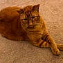 animal, carpet, cat, cozy, crossed_paws, cute, cute_pet, domestic_cat, ears, feline, fur, house_pet, indoor, laying_down, mammal, orange_tabby, pet, relaxed, resting, whiskers