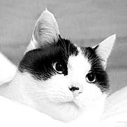 Bono participe au concours pour gagner de l'argent avec cette photo : cat, black_and_white, close_up, pet, animal, whiskers, ears, face, fur, portrait, domestic_cat, looking_away, soft_texture, blanket, snuggling, indoor, cute, feline, black_patch, white_fur
