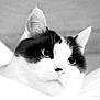 cat, black_and_white, close_up, pet, animal, whiskers, ears, face, fur, portrait, domestic_cat, looking_away, soft_texture, blanket, snuggling, indoor, cute, feline, black_patch, white_fur