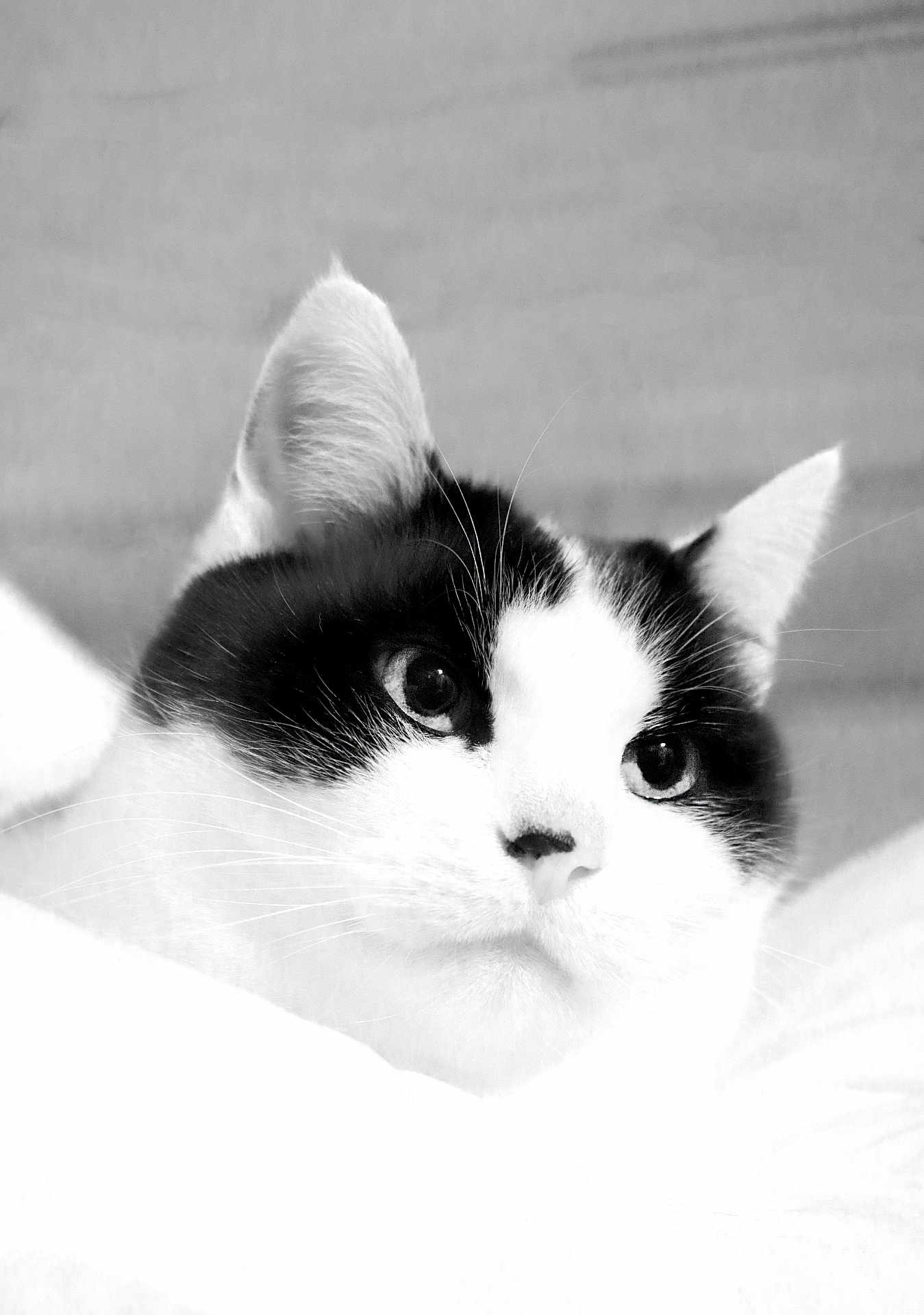 Bono participe au concours pour gagner de l'argent avec cette photo : cat, black_and_white, close_up, pet, animal, whiskers, ears, face, fur, portrait, domestic_cat, looking_away, soft_texture, blanket, snuggling, indoor, cute, feline, black_patch, white_fur