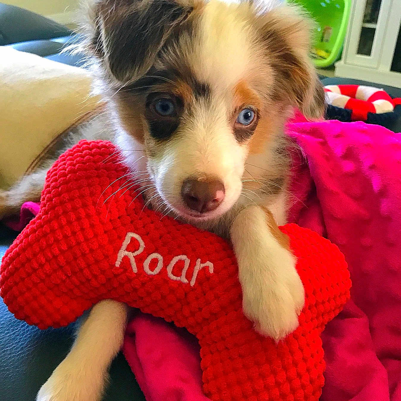 Reef is registered to the contest to win money with this photo: animal, ball, blanket, canine, cockerspaniel, couch, cushion, dog, eskimodog, football, furniture, homedecor, husky, indoors, papillon, pet, puppy, soccer, soccerball, sport