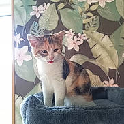 Maya participe au concours pour gagner de l'argent avec cette photo : cat, kitten, calico, cat_tree, plush, indoor, wallpaper, floral_pattern, leaf_pattern, tongue_out, pet, cute, animal, feline, young_cat, resting, fur, domestic_cat, background, cozy