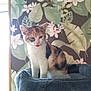 cat, kitten, calico, cat_tree, plush, indoor, wallpaper, floral_pattern, leaf_pattern, tongue_out, pet, cute, animal, feline, young_cat, resting, fur, domestic_cat, background, cozy