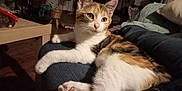Maya a rejoint le concours — aidez-le/la à gagner de superbes lots ! cat, calico_cat, pet, indoor, lap, feline, relaxed, cozy, fur, whiskers, paws, curious, home, furniture, plant, living_room, seated, comfort, animal, mammal