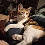 cat, calico_cat, pet, indoor, lap, feline, relaxed, cozy, fur, whiskers, paws, curious, home, furniture, plant, living_room, seated, comfort, animal, mammal