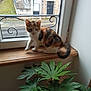 Maya a rejoint le concours — aidez-le/la à gagner de superbes lots ! cat, kitten, windowsill, window, plant, green_leaves, indoor, animal, calico, wood, furniture, blurred, motion, curious, pet, houseplant, street, building, daylight, nature