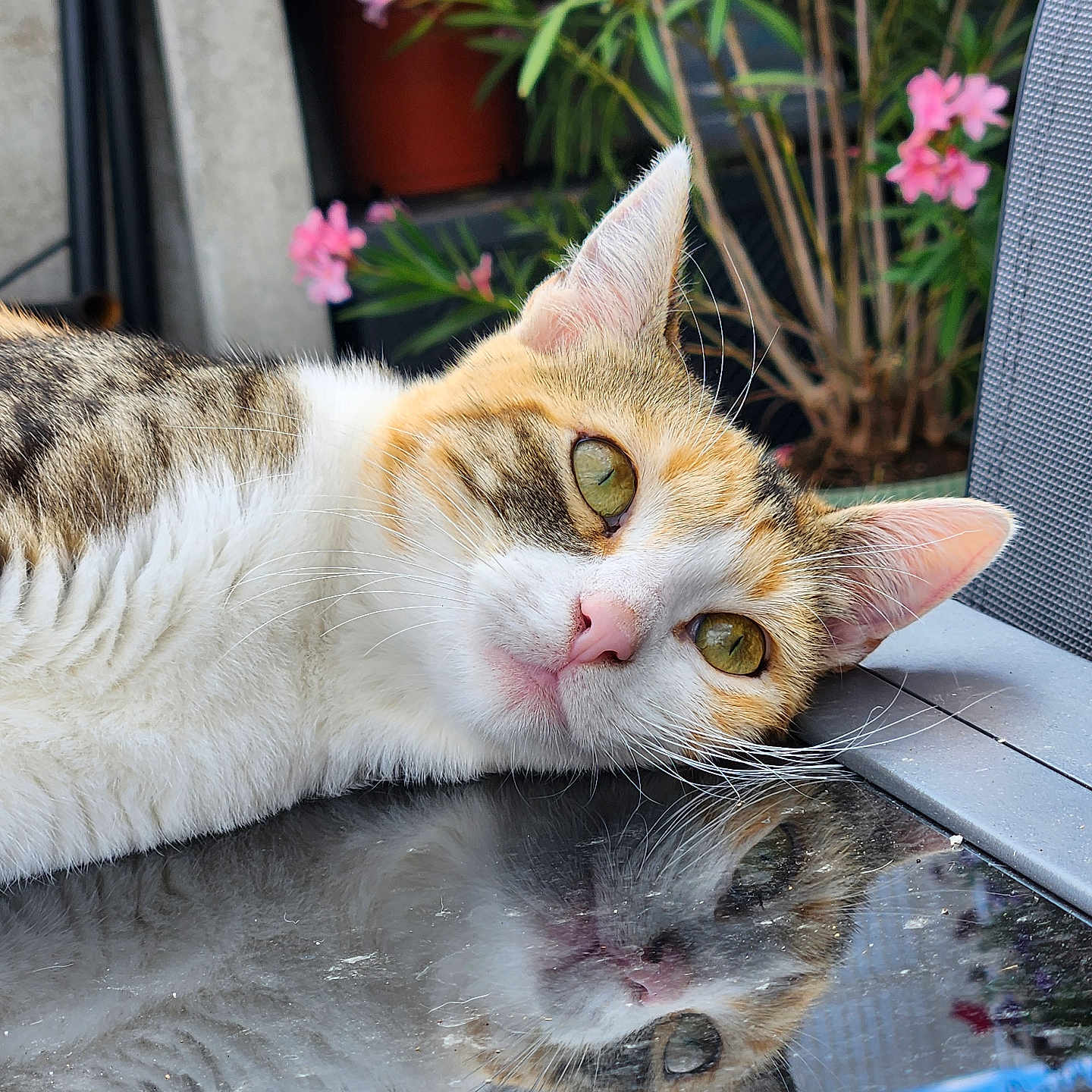 Maya participe au concours pour gagner de l'argent avec cette photo : animal, cat, closeup, cute, ears, face, feline, flower, fur, greenery, leaf, nature, outdoor, pet, pink_flower, plant, reflection, relaxing, table, whiskers