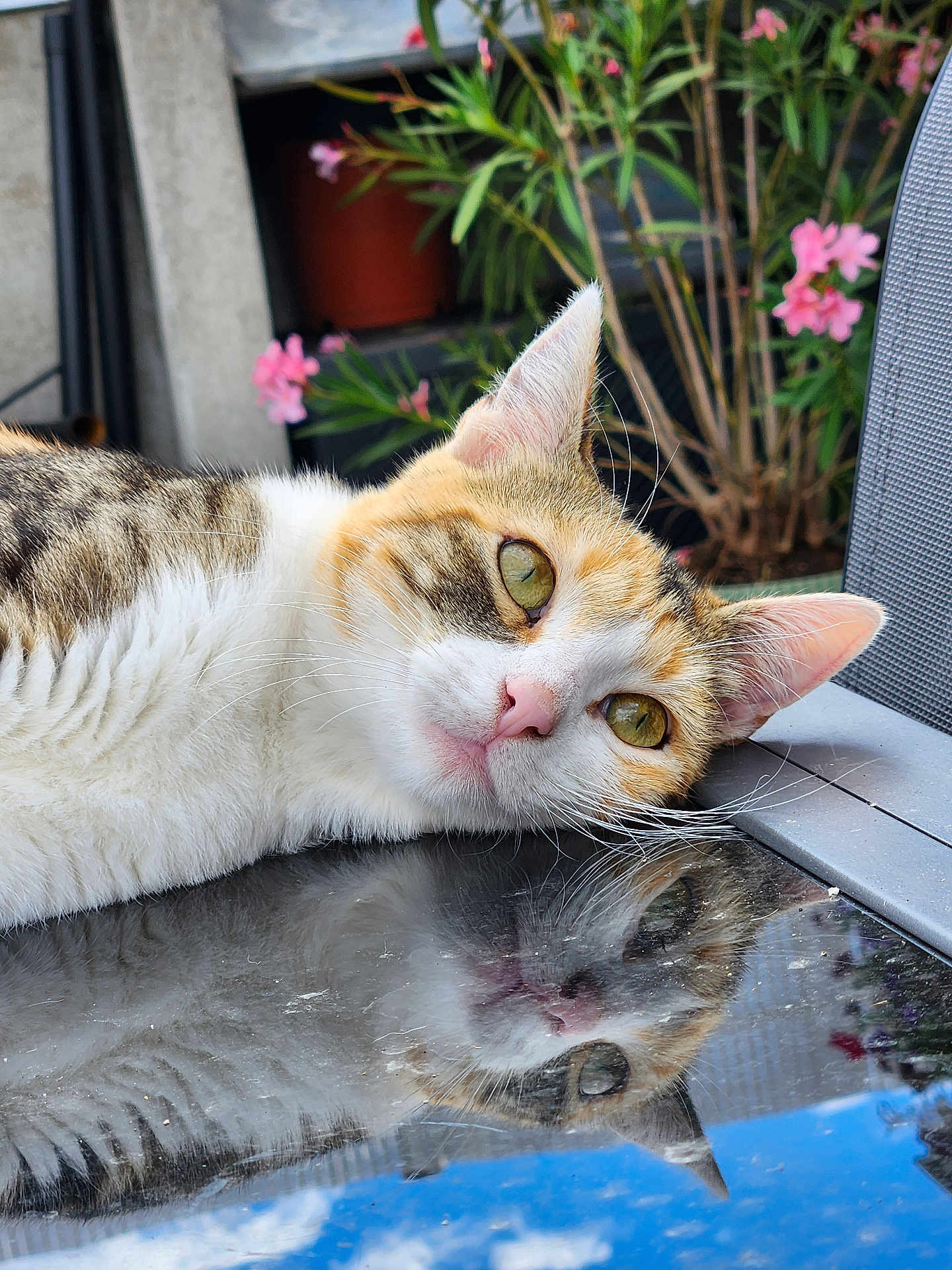 Maya