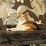 Maya participe au concours pour gagner de l'argent avec cette photo : cat, calico, feline, pet, animal, cat_tree, gray, fluffy, indoor, wallpaper, tropical_leaves, flowers, relaxed, curious, cozy, soft, platform, portrait, resting, home