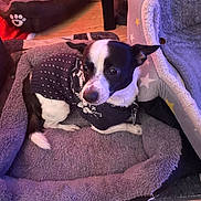 Mister Bolt joined the competition — help win amazing prizes! dog, small_dog, black_and_white, sweater, pet_bed, cozy, indoor, wooden_floor, soft_texture, resting, cute, animal, companion, fur, ears, collar, domestic, relaxed, comfort, home