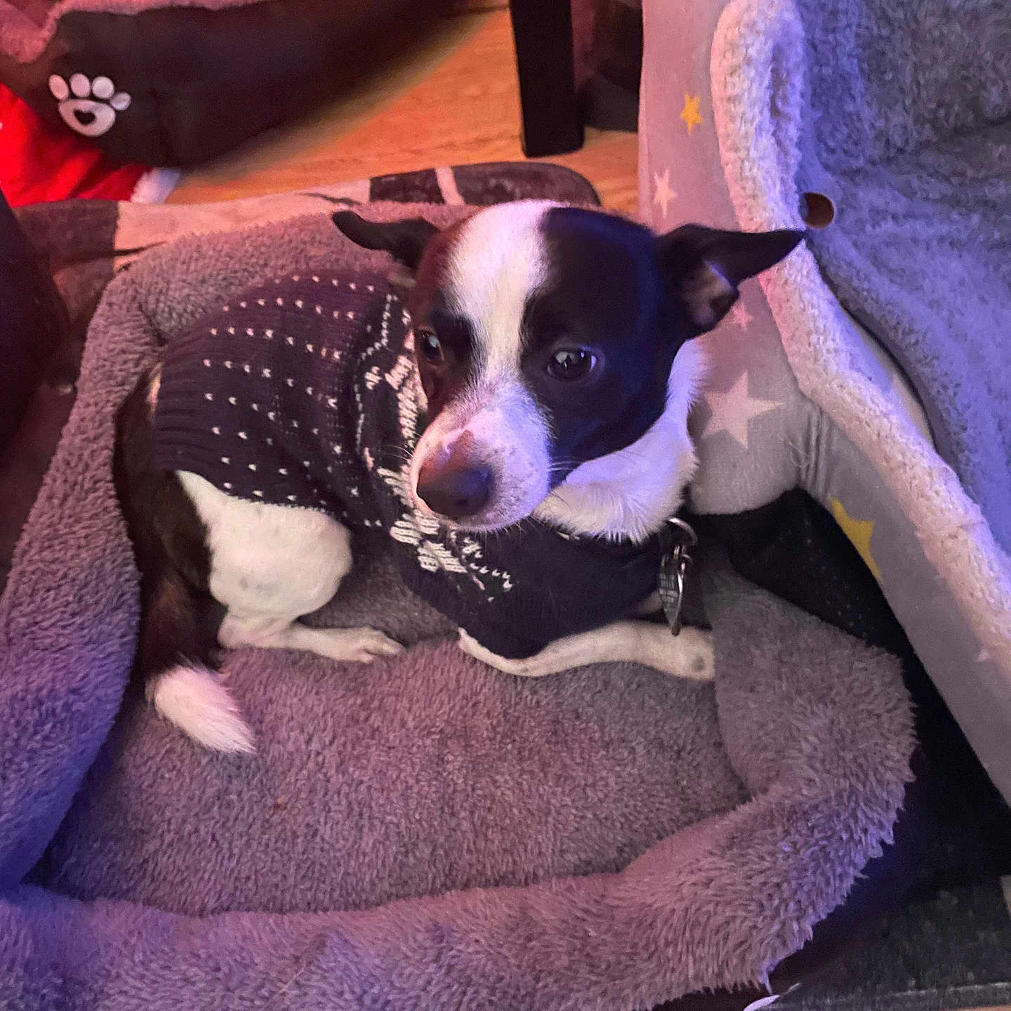 Mister Bolt joined the competition — help win amazing prizes! animal, black_and_white, collar, comfort, companion, cozy, cute, dog, domestic, ears, fur, home, indoor, pet_bed, relaxed, resting, small_dog, soft_texture, sweater, wooden_floor