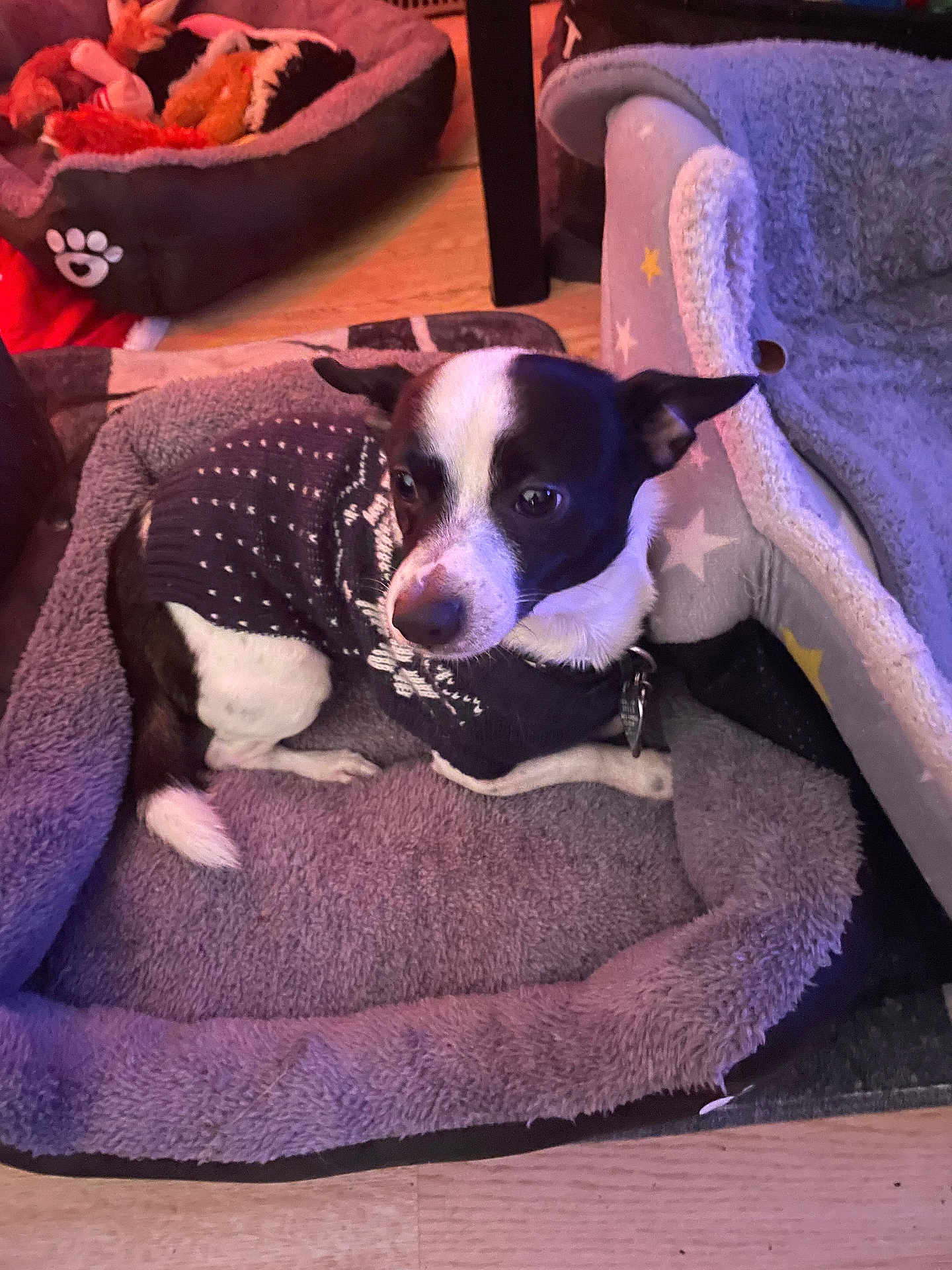 Mister Bolt joined the competition — help win amazing prizes! dog, small_dog, black_and_white, sweater, pet_bed, cozy, indoor, wooden_floor, soft_texture, resting, cute, animal, companion, fur, ears, collar, domestic, relaxed, comfort, home