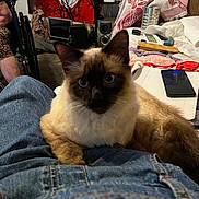 Christmas joined the competition — help win amazing prizes! cat, siamese_cat, lap, jeans, paws, person, legs, wheelchair, smartphone, notebook, remote_control, blanket, couch, speaker, indoor, clutter, fur, ears, eyes, sitting