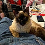 cat, siamese_cat, lap, jeans, paws, person, legs, wheelchair, smartphone, notebook, remote_control, blanket, couch, speaker, indoor, clutter, fur, ears, eyes, sitting