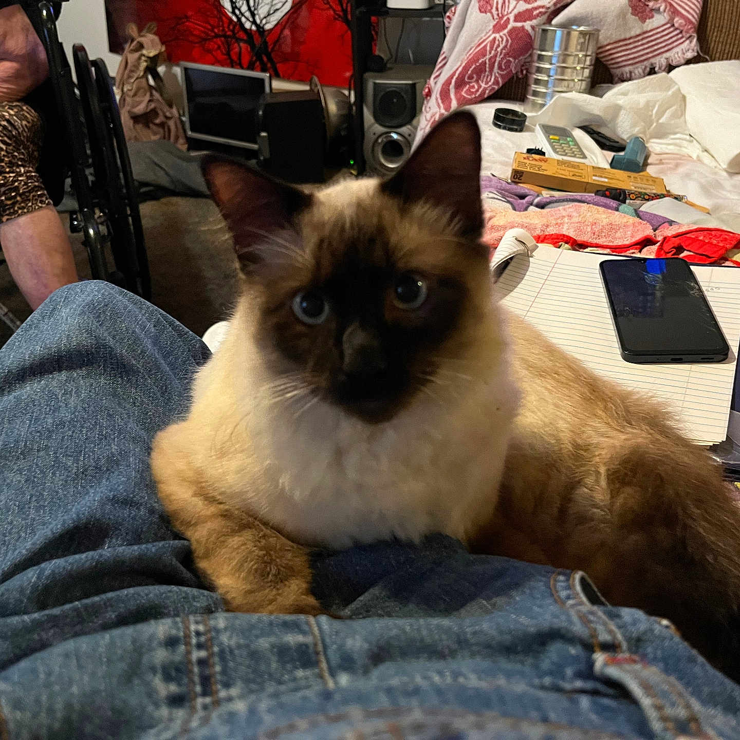 Christmas joined the competition — help win amazing prizes! blanket, cat, clutter, couch, ears, eyes, fur, indoor, jeans, lap, legs, notebook, paws, person, remote_control, siamese_cat, sitting, smartphone, speaker, wheelchair