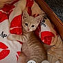 kitten, cat, orange_tabby, blanket, red_and_white, cardboard_box, cozy, cute, pet, mobile_screenshot, app_ui, buttons, overlay, editing, portrait, paws, whiskers, big_eyes, indoor, fabric
