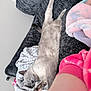 Blanca is registered to the contest to win money with this photo: cat, sleeping, blanket, couch, furry, relaxing, paw, indoor, cozy, resting, pet, animal, fur, soft, home, pink, purple, human_arm, comfort, nap