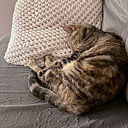Millie is registered to the contest to win money with this photo: cat, tabby, sleeping, couch, pillow, knit_pillow, indoor, pet, resting, cozy, fur, animal, whiskers, relaxation, cute, domestic_cat, feline, home, nap, soft