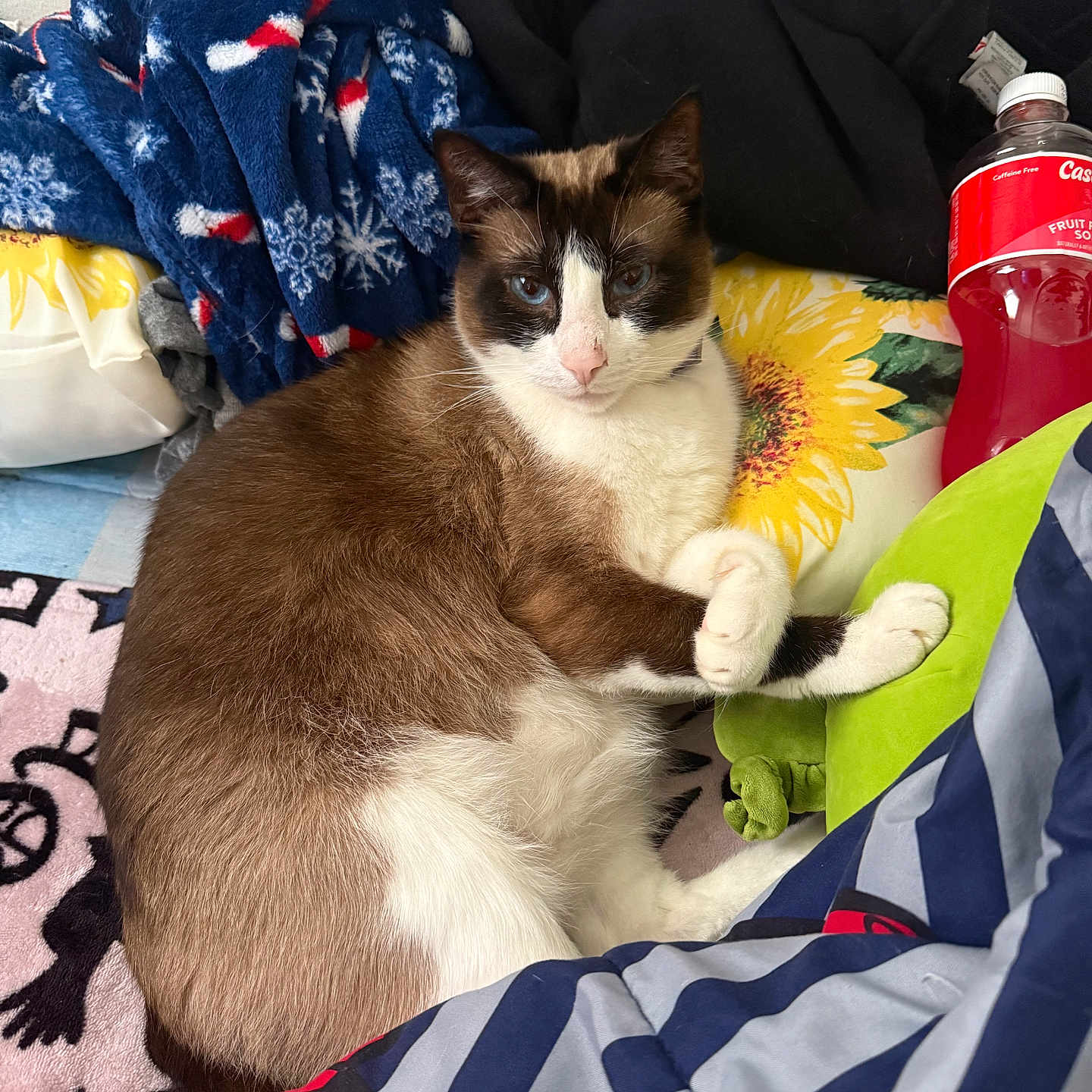 Oz joined the competition — help win amazing prizes! cat, blue_eyes, brown_fur, white_fur, blanket, pillow, flower_pattern, plush_toy, bottle, indoor, resting, cozy, feline, pet, striped_clothing, fabric, soft_texture, relaxed, cute, animal