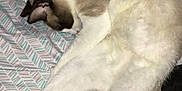 Oz is registered to the contest to win money with this photo: cat, sleeping, bedspread, pattern, indoor, animal, pet, resting, fur, tail, collar, black_object, glasses_case, white, brown, cozy, closeup, relaxing, domestic, cute