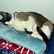 Oz is registered to the contest to win money with this photo: cat, sleeping, purple_collar, blanket, stack, cozy, indoor, fur, paw, resting, comfortable, animal, pet, white, brown, black_tail, wall, soft_texture, closeup, domestic