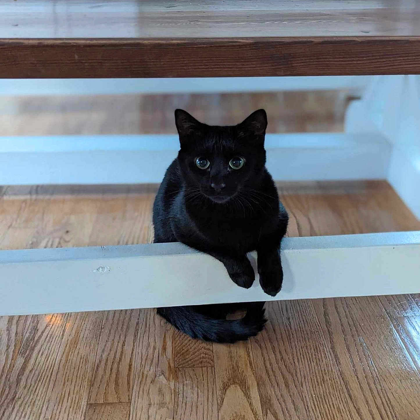 Mr. Whiskers is registered to the contest to win money with this photo: animal, blackcat, cat, desk, furniture, hardwood, indoors, interiordesign, kitten, manx, pet, plywood, shelf, stainedwood, table, wood
