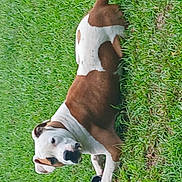 Jax joined the competition — help win amazing prizes! animal, brown, canine, collar, daytime, dog, ears, fur, grass, lawn, lying_down, muzzle, nature, outdoor, paw, pet, relaxed, side_view, snout, white