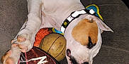 Jax is registered to the contest to win money with this photo: animal, basketball, brown, canine, collar, couch, dog, football, fur, home, indoor, nap, paws, pet, relaxed, resting, sleeping, sports_ball, toy, white