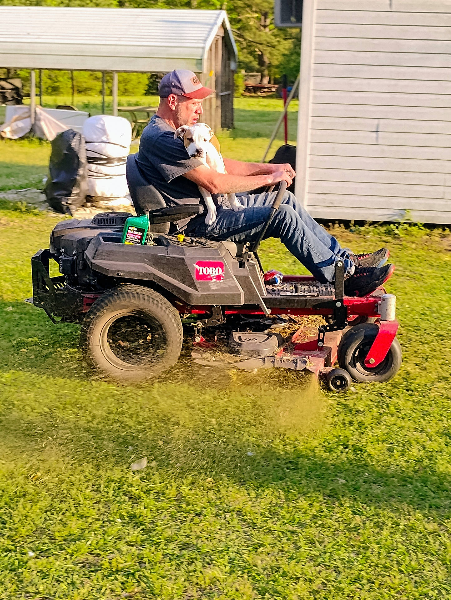 Jax is registered to the contest to win money with this photo: barn, cap, casual_clothing, daytime, dog, grass, greenery, lawn_mower, man, mowing, nature, outdoor, pet, relaxed, rural, sitting, small_dog, sunlight, vehicle, yard