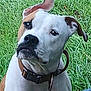Jax joined the competition — help win amazing prizes! alert, animal, brown, canine, collar, cute, dog, domestic, ears, face, friendly, fur, grass, looking, muzzle, nature, outdoor, pet, portrait, white