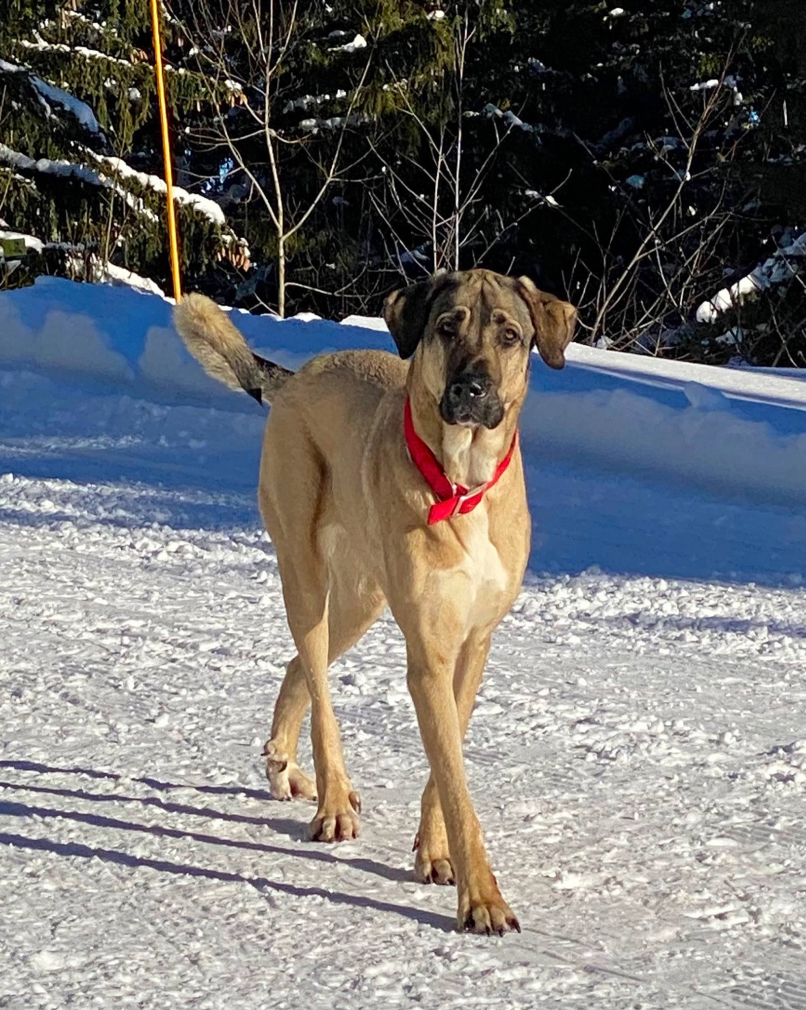 Obade participe au concours pour gagner de l'argent avec cette photo : canidae, carnivore, collar, companion_dog, dog, dog_breed, dog_collar, dog_supply, freezing, guard_dog, leash, paw, pet_supply, slope, snow, tail, tree, winter, working_animal, working_dog