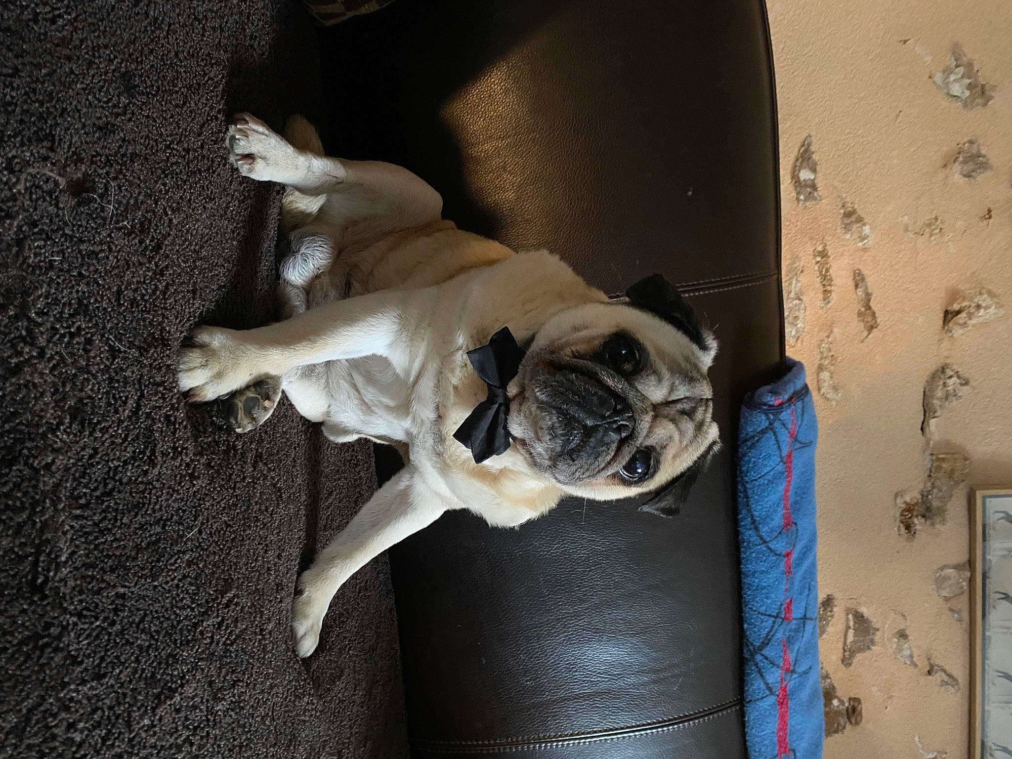 Gaston a rejoint le concours — aidez-le/la à gagner de superbes lots ! art, canidae, carnivore, companion_dog, dog, dog_breed, door, fawn, flooring, room, sculpture, snout, sporting_group, statue, still_life_photography, tail, visual_arts, window, wood, working_animal