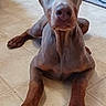 Blue is registered to the contest to win money with this photo: dog, pet, animal, portrait, sitting, floor, indoors, kitchen, tile, brown, short_hair, floppy_ears, upright_ears, long_legs, large_paws, looking_at_camera, centered_composition, natural_light, home, funny_expression