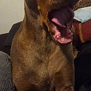 Blue is registered to the contest to win money with this photo: dog, brown_dog, yawning, open_mouth, large_nose, portrait, indoor, couch, sitting, pet, animal, short_hair, brown_fur, floppy_ears, front_view, closeup, home, blanket, sleepy, funny